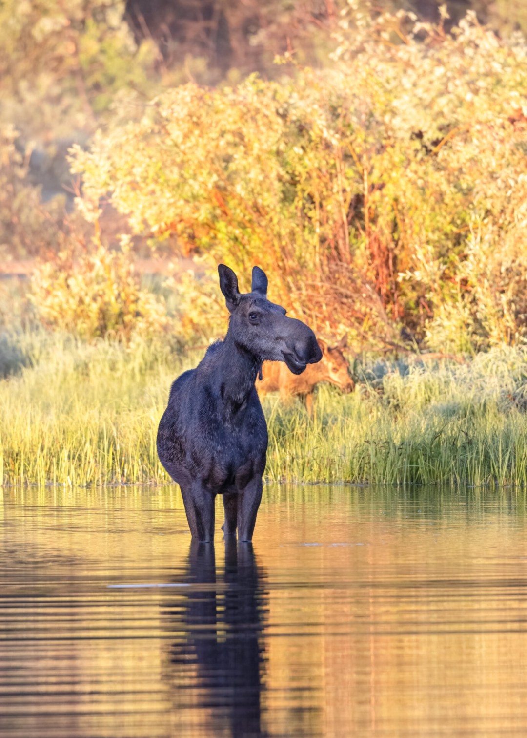 Moose standing in water