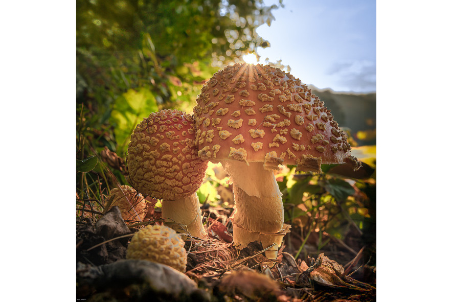mushrooms backlit by sun
