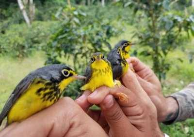 Close up of four canada warblers being held in four hands