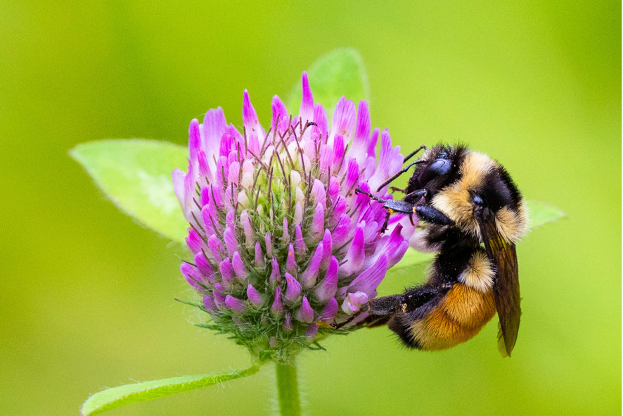 a tri-colored bumble bee on a clover, image for protect your local pollinators blog post