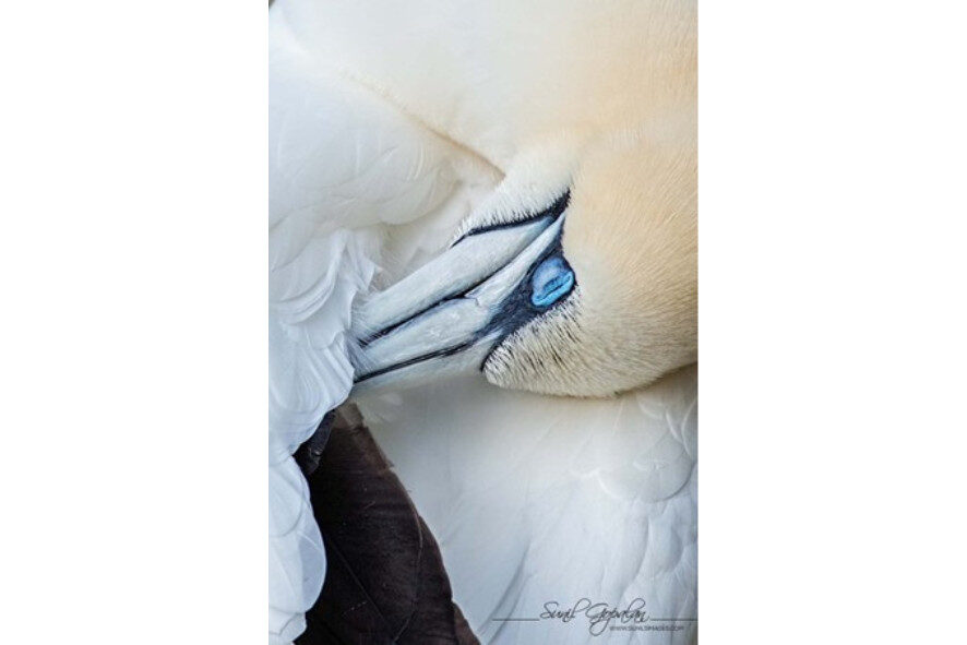 a close up of a Northern gannet