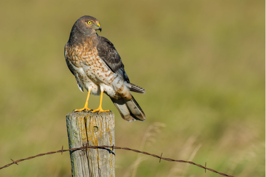 Northern harrier perched on a wooden fence post.