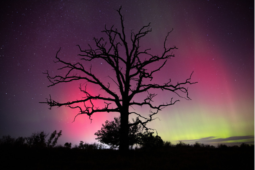 northern lights behind the silhouette of a barren tree