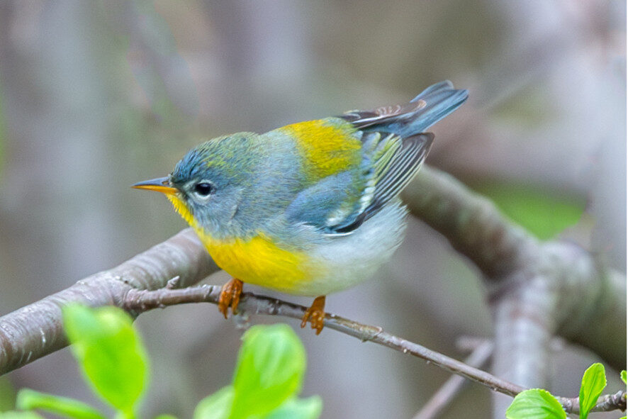 a northern parula perched on a thin branch