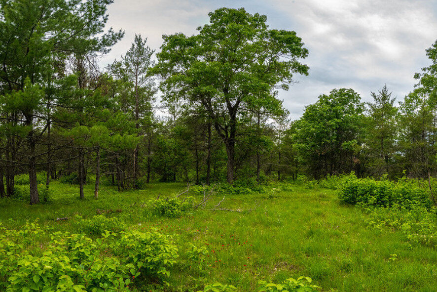 Oak and pine barrens habitat at Waazija Haci State Natural Area. 