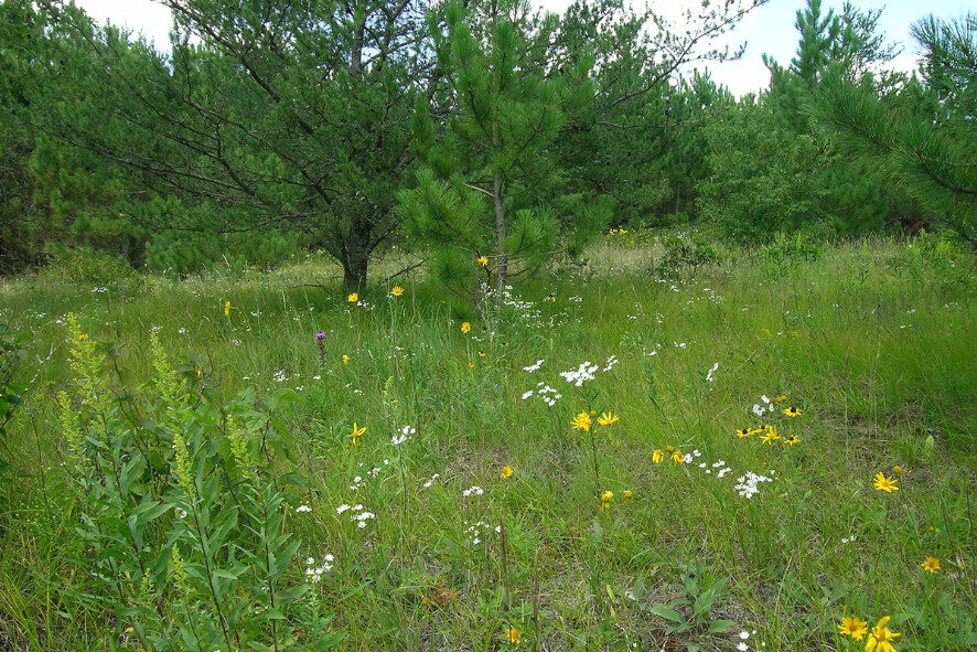 Pine barrens habitat with wildflowers at Waazija Haci. 