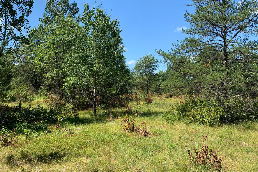 Pine barrens habitat at Waazija Haci.