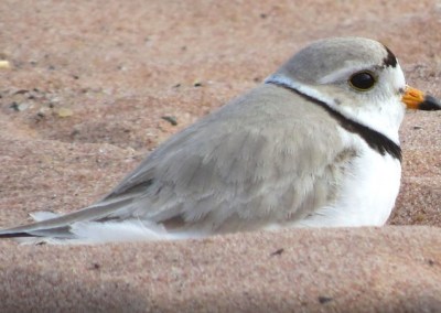 a piping plover sitting in the sand