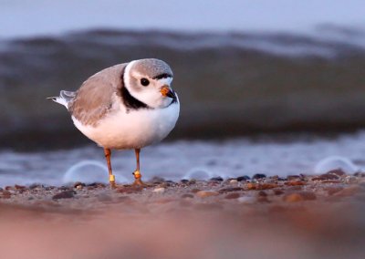 A banded piping plover stands on the shores of Lake Superior.