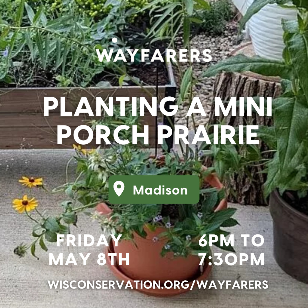 potted plant with text that reads Wayfarers Planting a mini porch prairie in Madison on Friday, May 8th from 6pm to 7:30pm WisConservation.org/Wayfarers