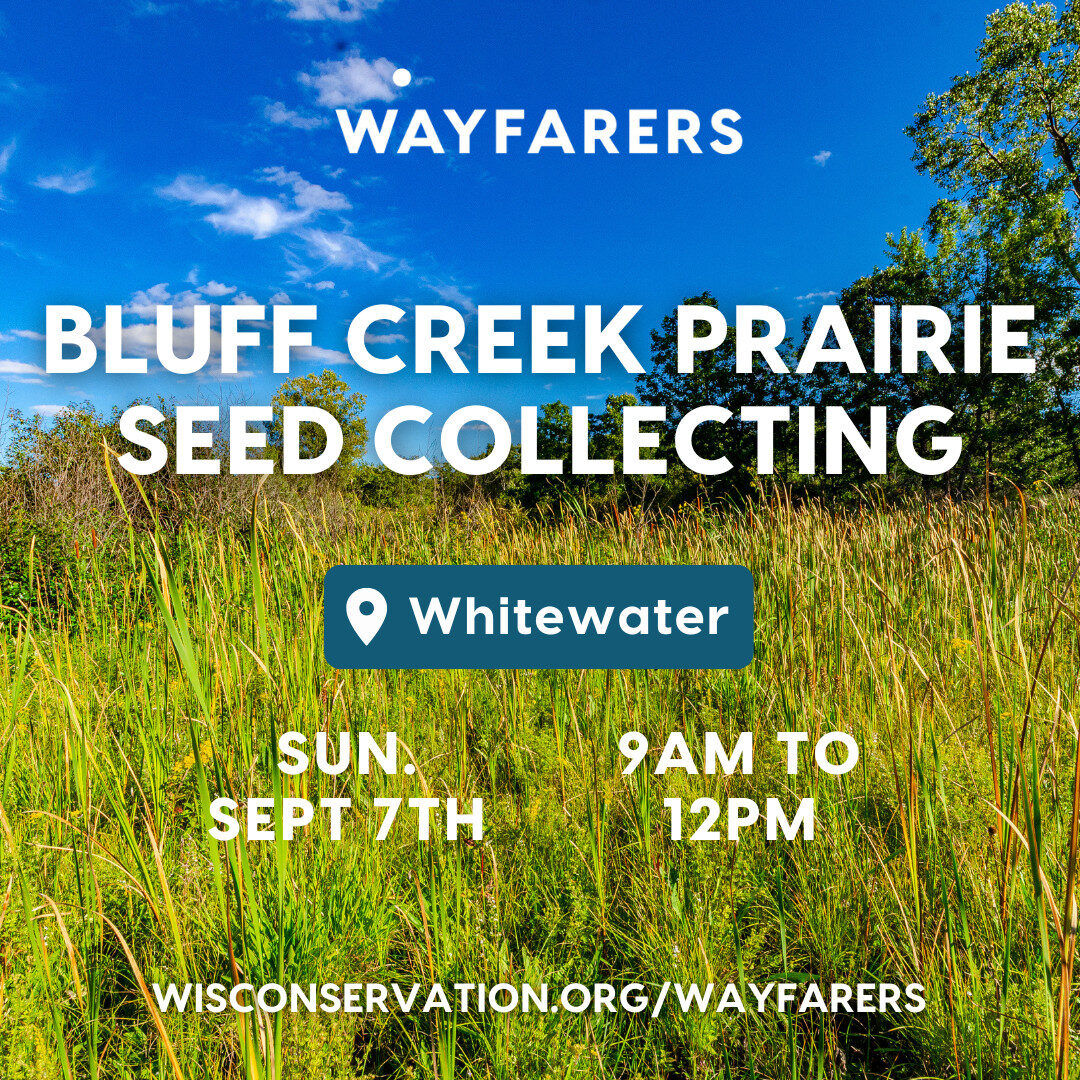 bluff creek prairie with text that reads Wayfarers Bluff Creek Prairie Seed Collecting in Whitewater on Sunday, September 7th from 9am to 12pm WisConservation.org/Wayfarers