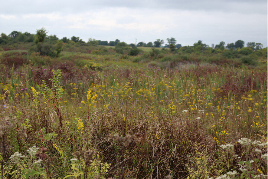 Prairie landscape at Clover Valley Fen State Natural Area, a restoration site supported by the Cherish Fund. 