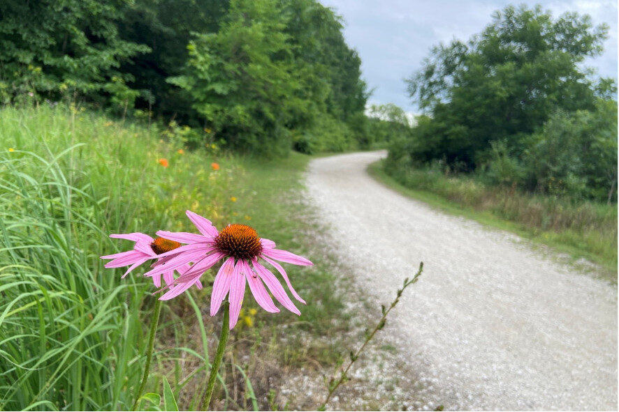 purple coneflower along a meandering trail at Havenwoods Stater Forest