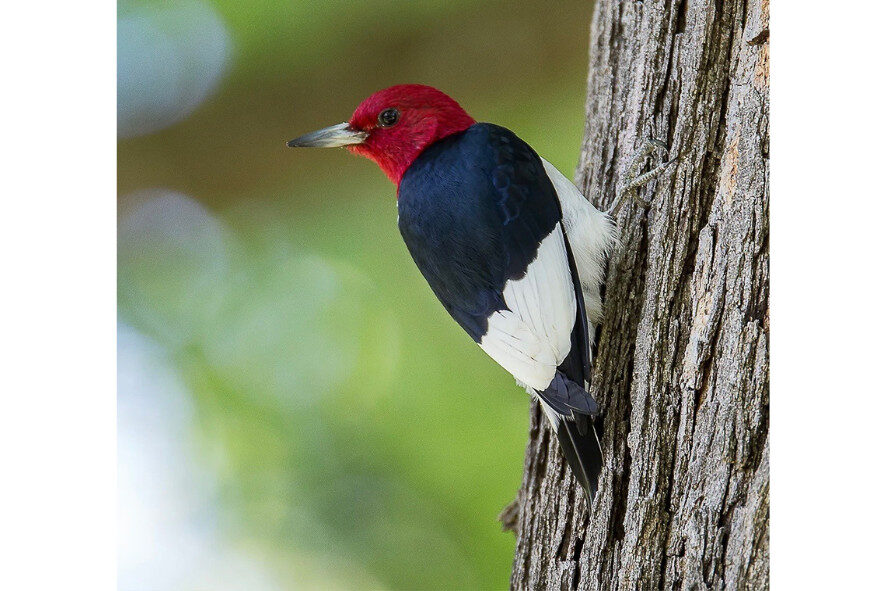 red-headed woodpecker, the 2025 Birdathon Bird of the Year, perched on the side of a tree
