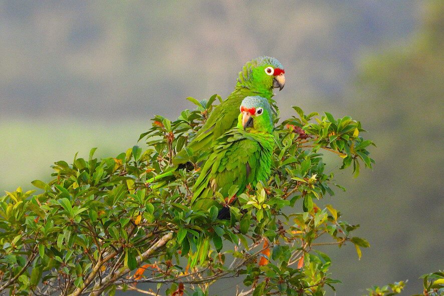 two red-lored amazon birds perched in a tree