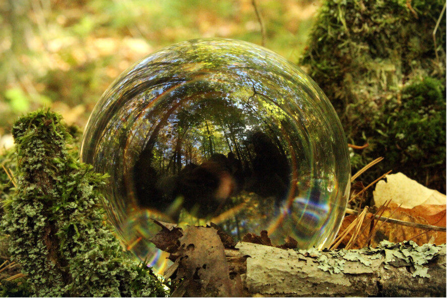 A reflective sphere sitting on the forest floor