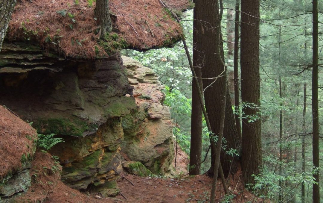 tall trees and the edge of rocky outcropping in a forest