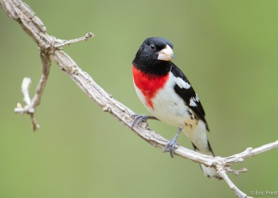 rose breasted grosbeak perched on a tree branch