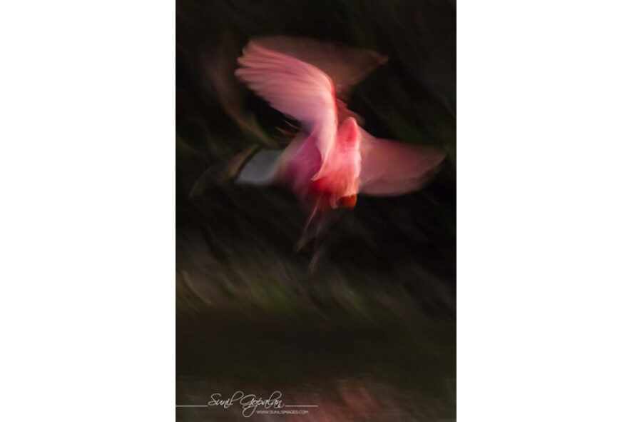 roseate spoonbill mid-flight