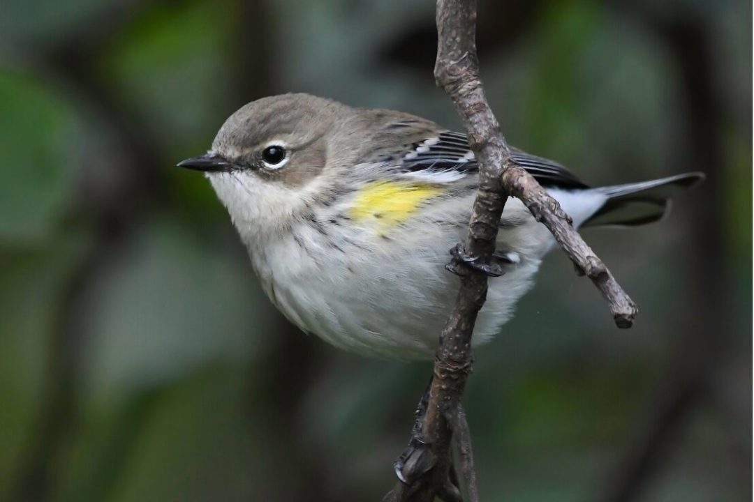 Round-looking yellow rumped warbler perched on a branch