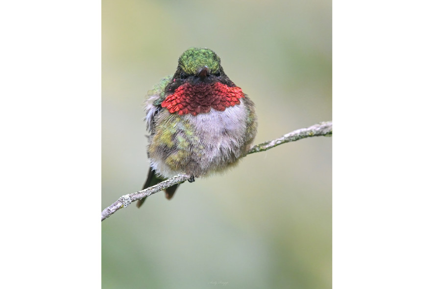 a ruby-throated hummingbird perched on a thin branch