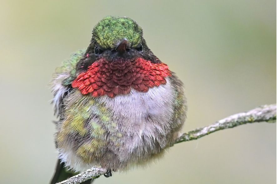 Ruby-throated Hummingbird: A Fearless, Hungry, Flying Jewel