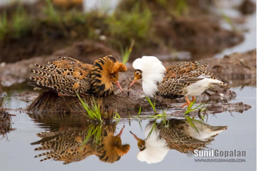 two ruffs sitting in shallow water