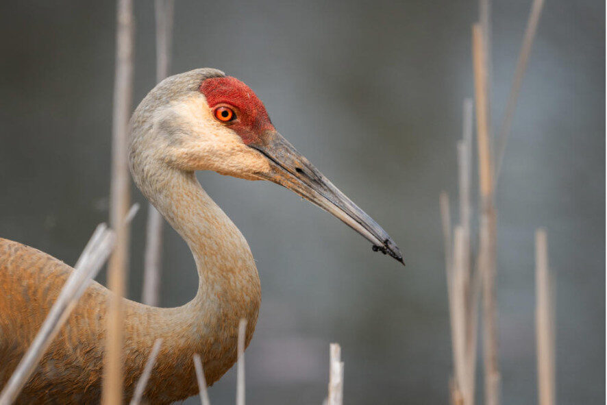 close up of a sandhill crane in tall grass