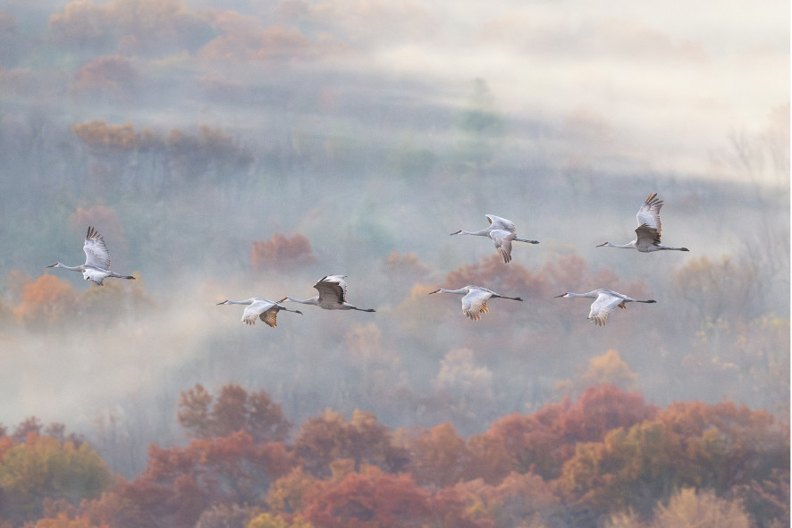 sandhill cranes flying above treeline through fog