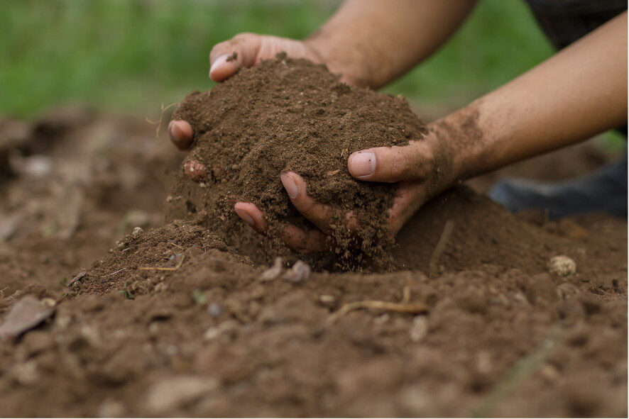 person holding a pile of soil in their hands