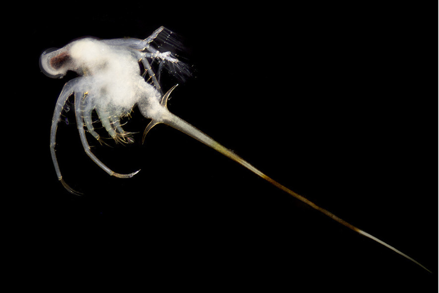 Tiny spiny water flea, big threat