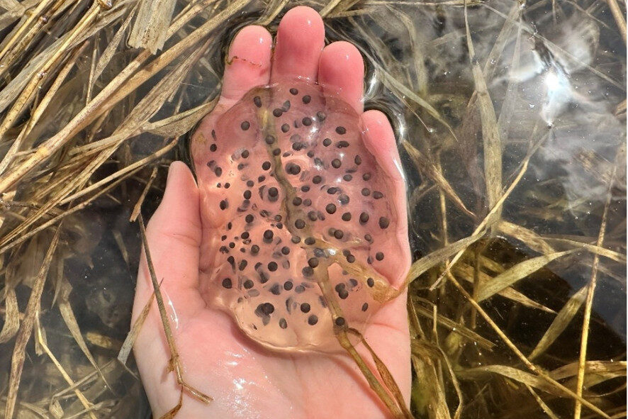 person holding egg mass above pond