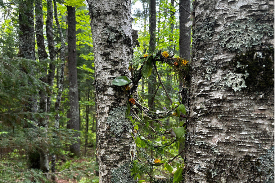 A wreath made out of natural materials resting between two tree trunks in the Superior School Forest