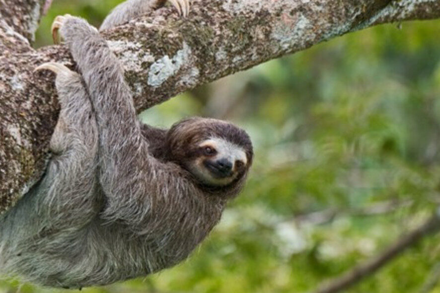 a three-toed sloth hanging on a tree