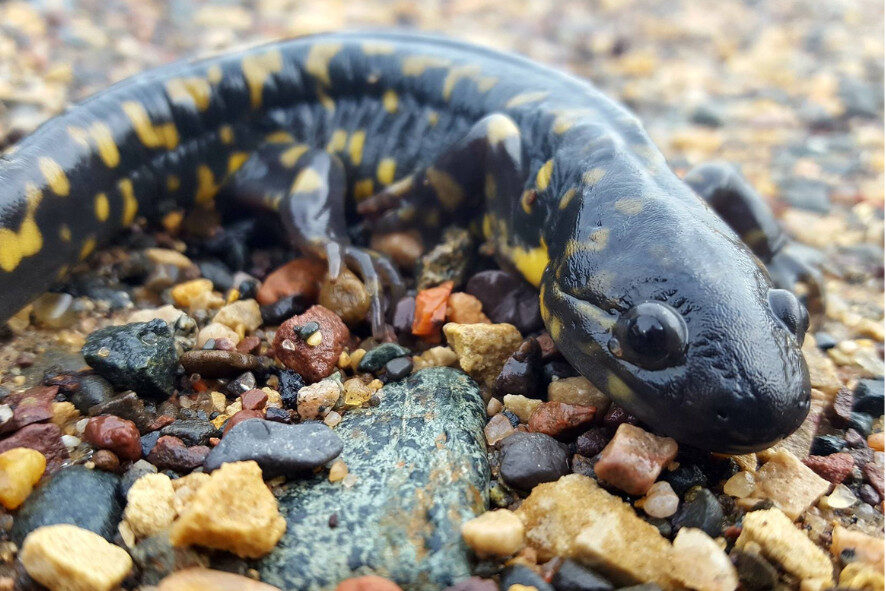 a tiger salamander on rocks