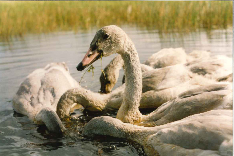 Trumpeter Swan Cygnets in the water