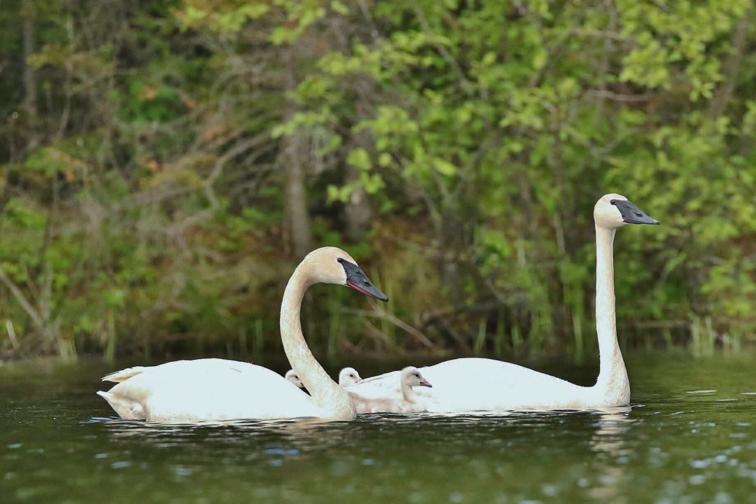 two adult trumpeter swans and their chick floating on water