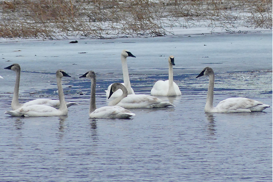 Trumpeter Swan Flock At Bakkens Pond Near Spring Green.