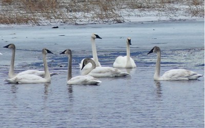 Trumpeter swan named 2026 Birdathon ‘Bird of the Year’ after ‘trumpeting’ population success