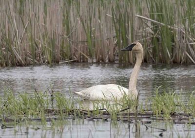 Trumpeter swan wading in the water