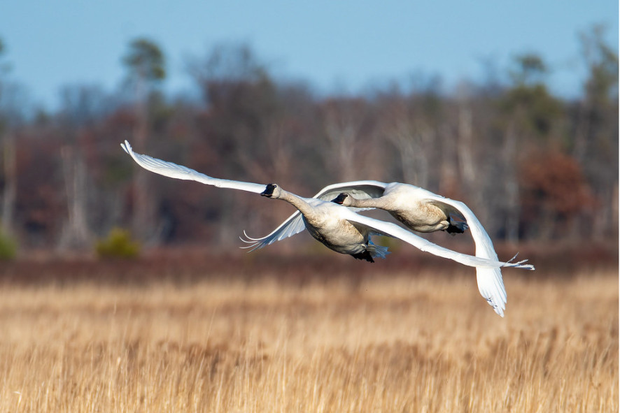 Trumpeter swans in flight