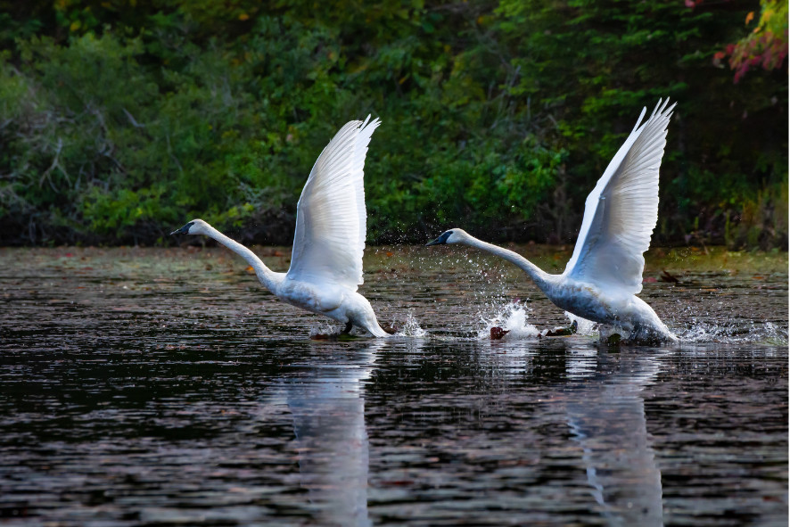 Trumpeter Swans Taking Off From A Lake.