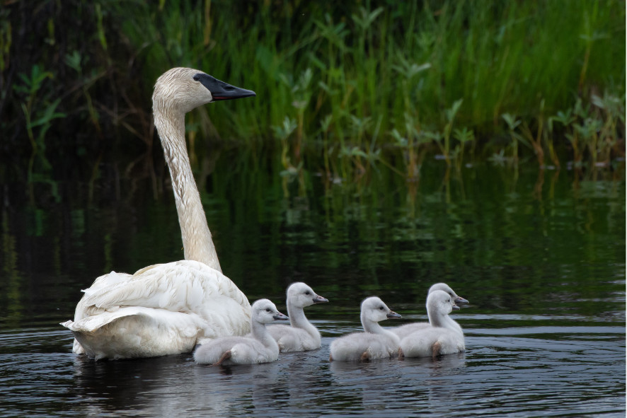Trumpeter Swans With Cygnets.