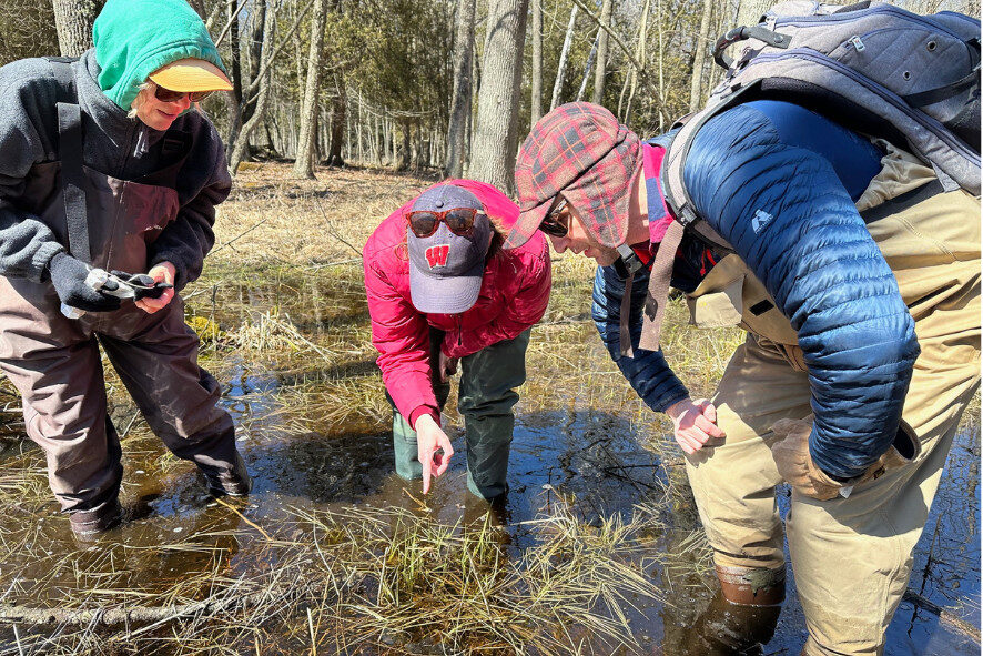 People peering down into an ephemeral pond while looking for salamanders