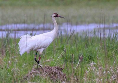 whopping crane standing on top of nest of sticks in a tallgrass field