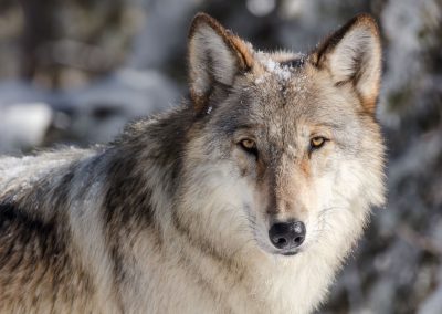 close up of a wolf in a winter setting