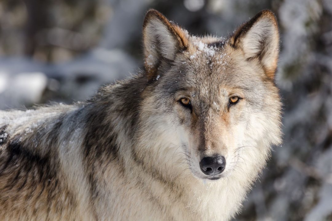 close up of a wolf in a winter setting