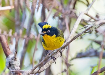 yellow-crowned redstart perched in a tree