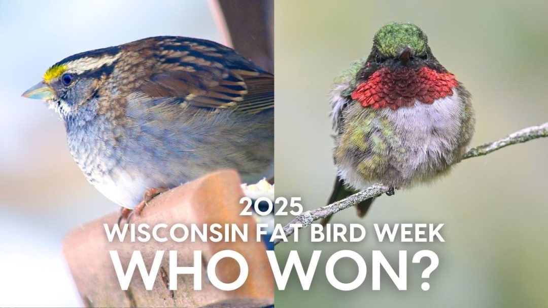 graphic showing spherical white throated sparrow and rotund ruby-throated hummingbird side by side