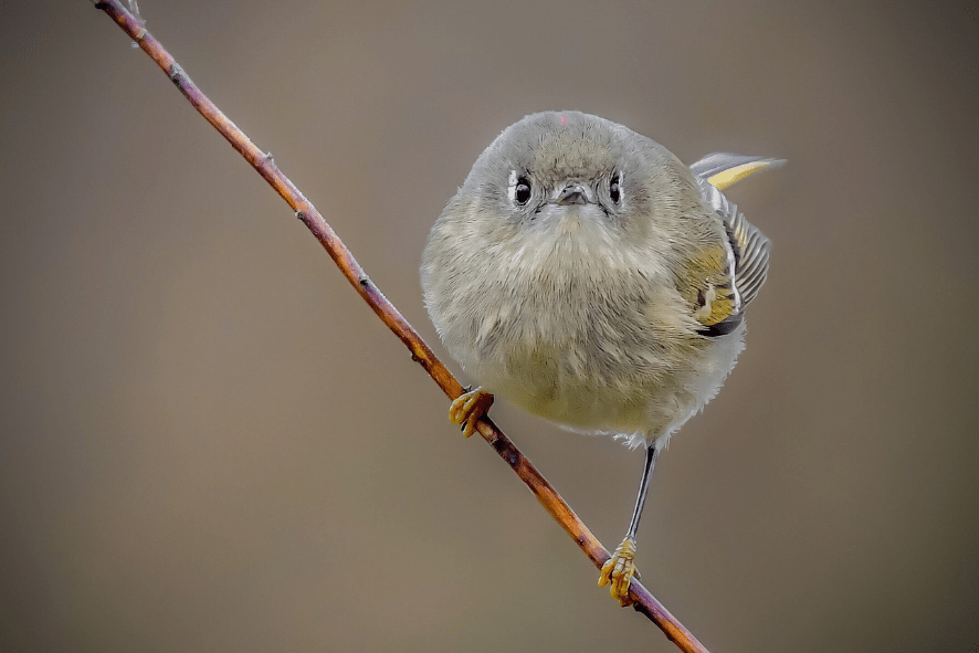 Welcome to Wisconsin Fat Bird Week